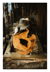 Photography Prints